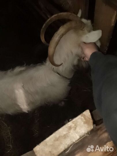 Зааненская коза