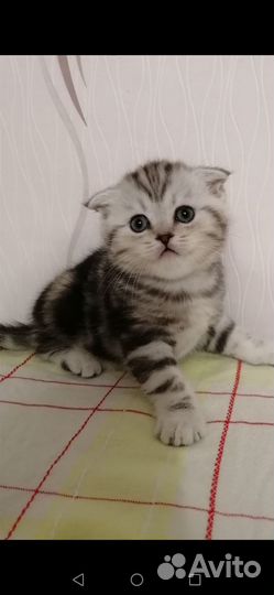 Шотландские котята