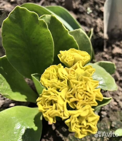 Примула ушковая аурикула