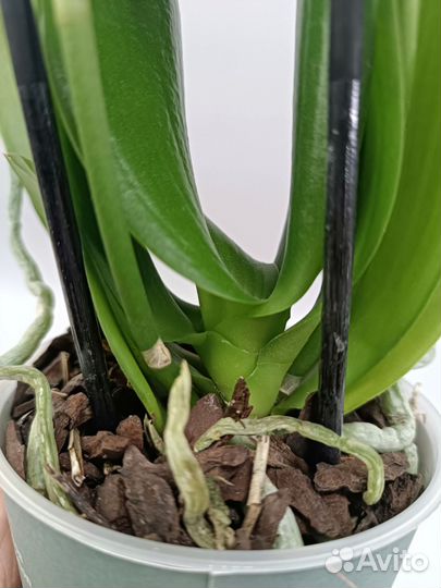 Орхидея Фаленопсис Мелисса Melissa