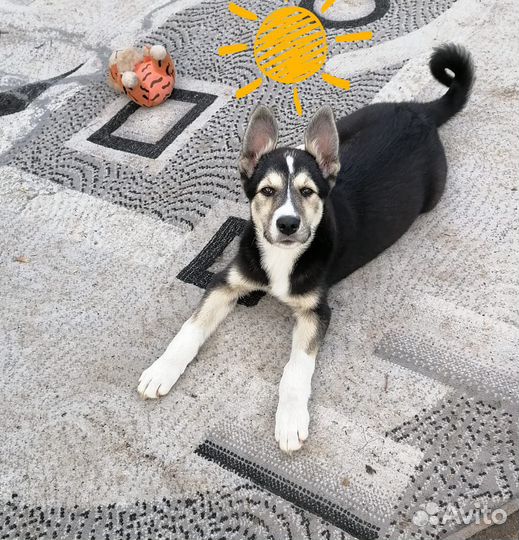 Щенок метис хаски в добрые руки