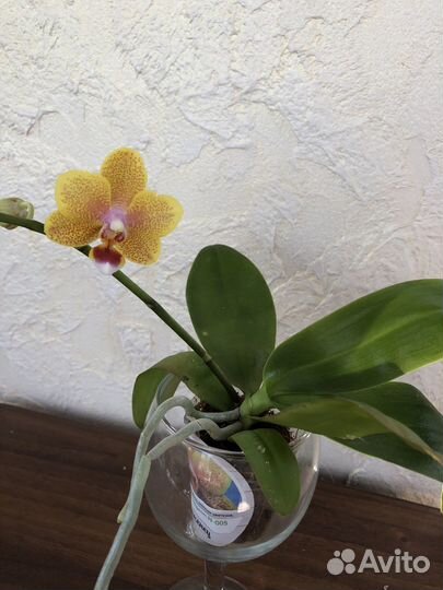 Орхидея фаленопсис