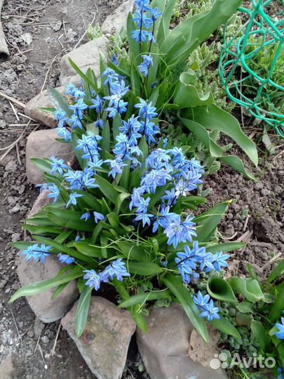 Растения цветы для сада