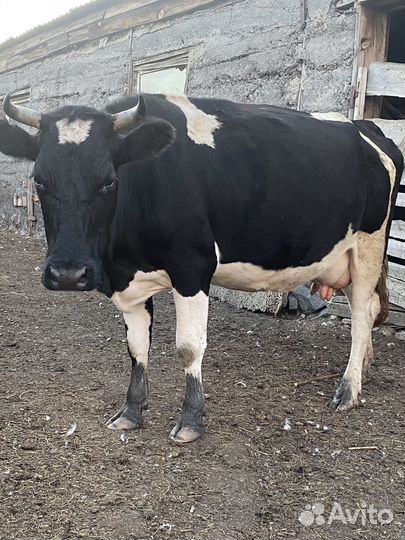 Коровы дойные молочные