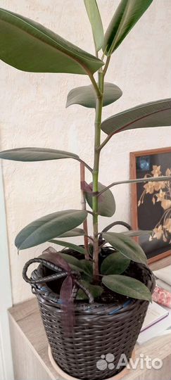 Фикус Чёрный Принц