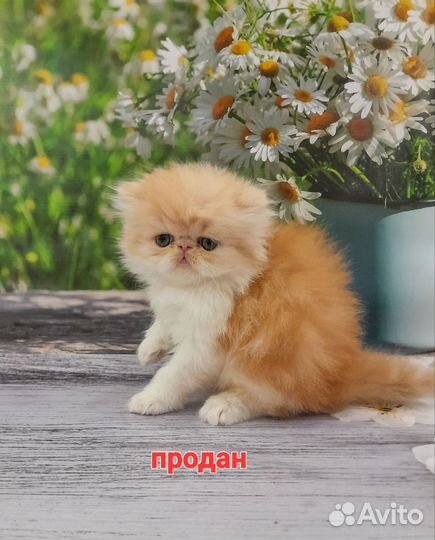 Экзотическая девочка