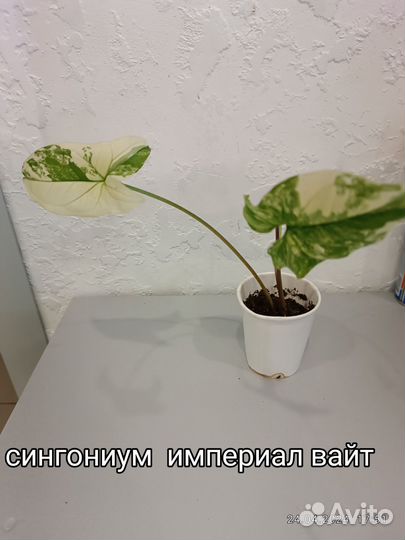 Сингониумы сортовые, филодендроны и прочие
