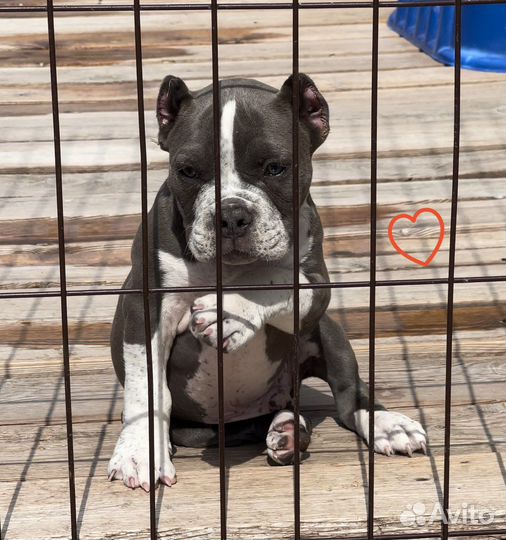 Американский булли - кобель покет