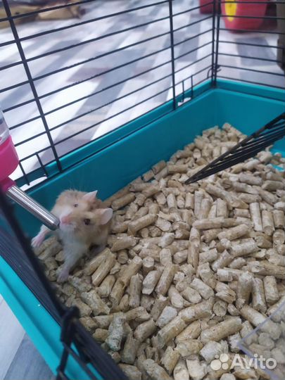 Клетка для грызунов с хомяком