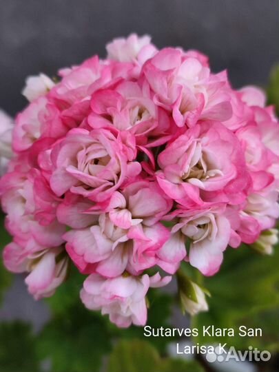 Пеларгонии сортовые