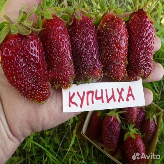 Рассада клубники купчиха