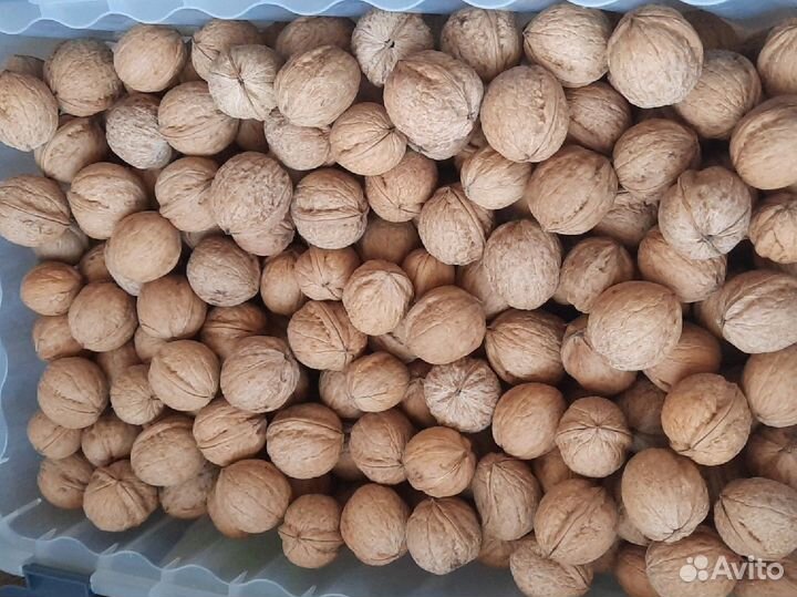 Орех грецкий