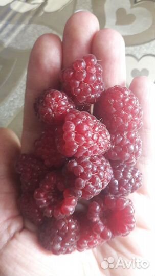 Саженцы ремонтантной малины