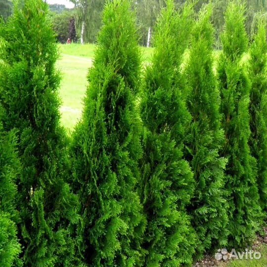 Туи вип класса