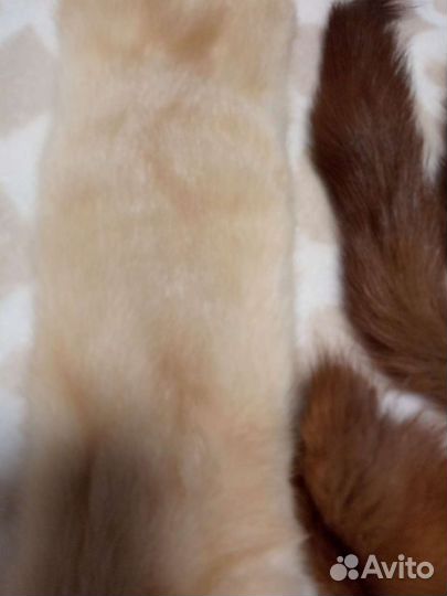 Шкурки животных