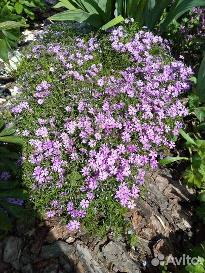 Почвопокровные растения