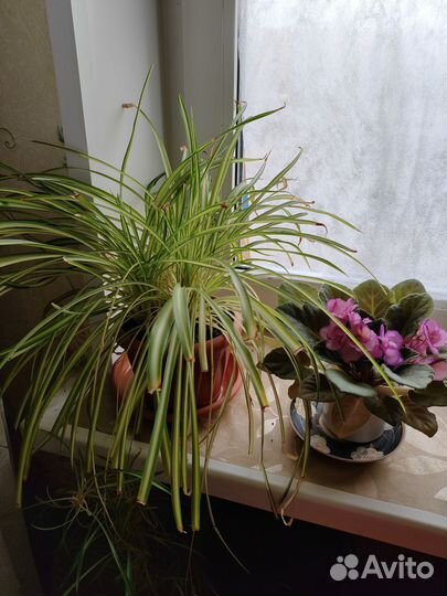 Хлорофитум