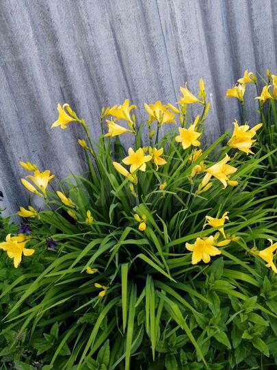 Дача 30 м² на участке 6 сот.