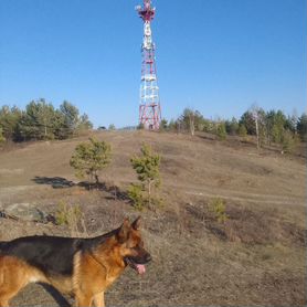 Немец, кобель, вязка. С документами