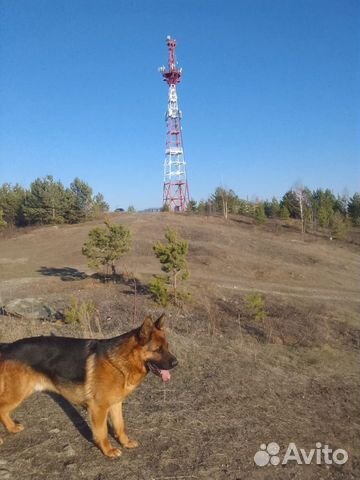 Немец, кобель, вязка. С документами