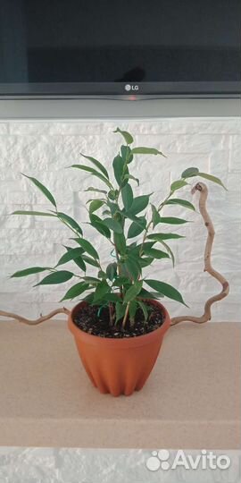 Крупные фикусы и не только