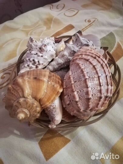 Набор разных ракушек