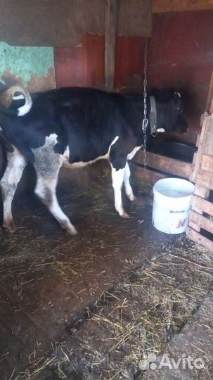Продаю телку голштинской породы