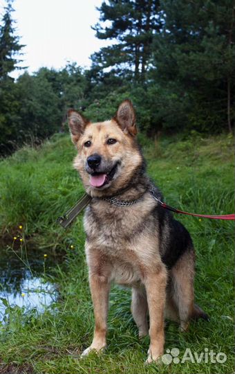 Собака в добрые руки