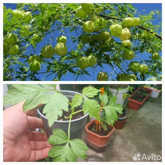 Многолетнии цветы для сада