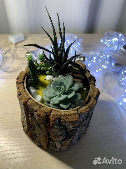 Флорариум суккуленты