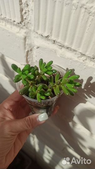 Редкие суккуленты