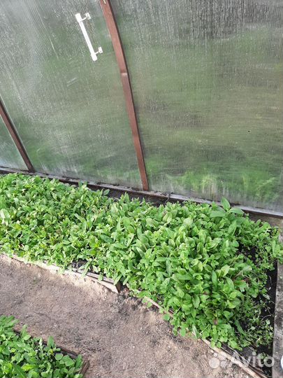 Рассада свеклы