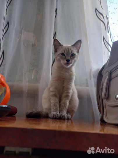 Кошка в дар бесплатно