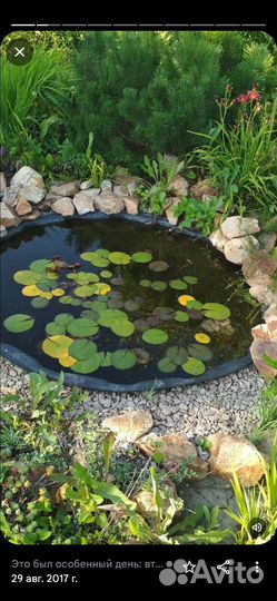 Кувшинки для пруда