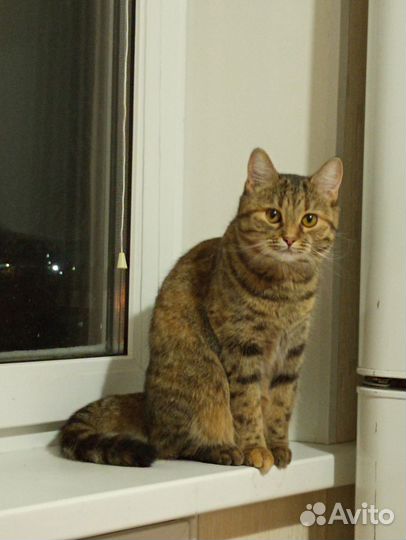 Случка кошки