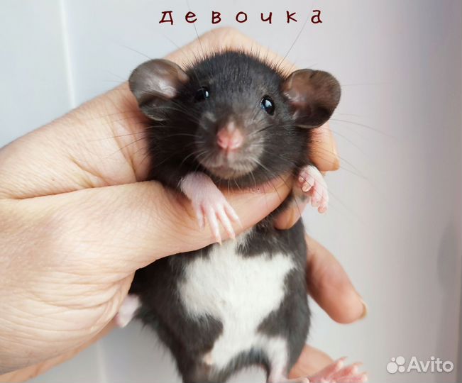 Крыса. Крысята Дамбо. Редкие окрасы