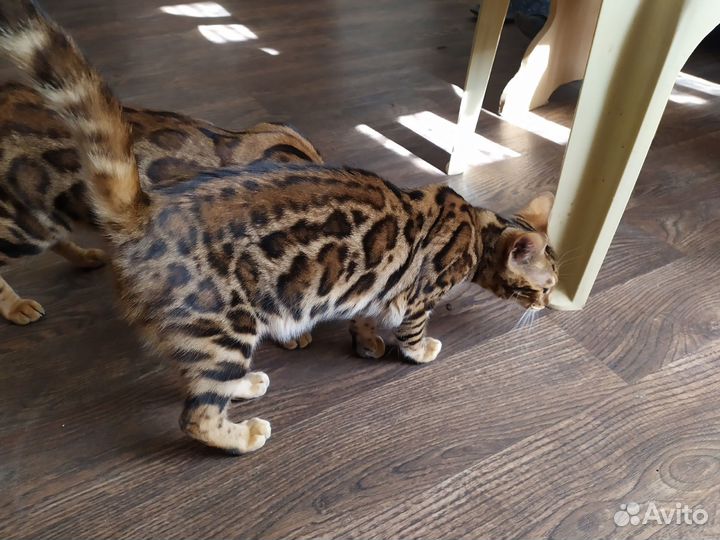 Бенгальские котики