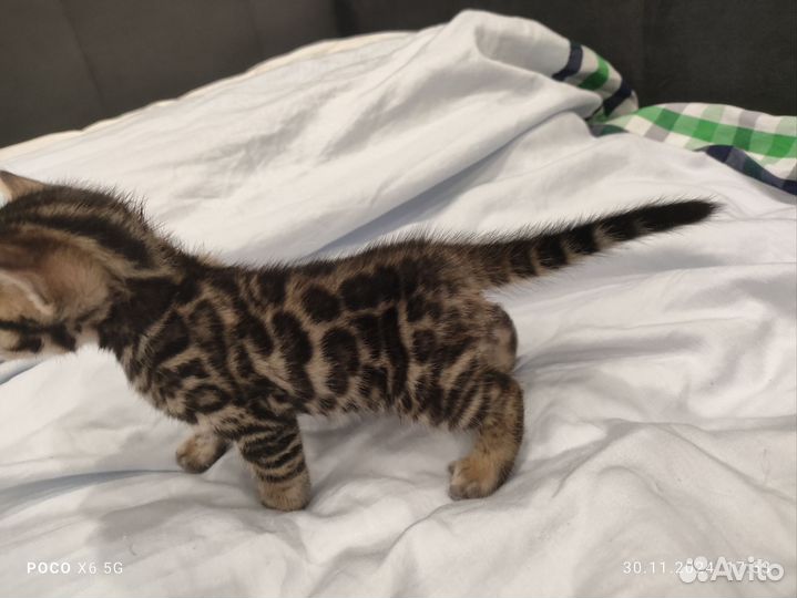 Бенгальская кошка котенок