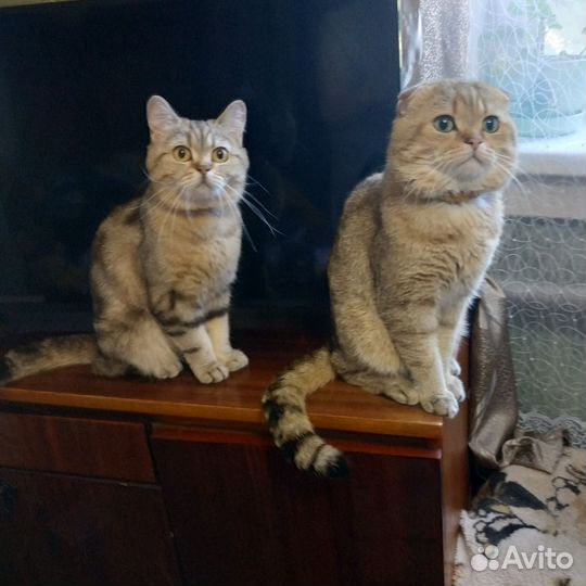 Шотландские котята