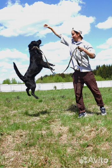 Минилабрадор Боня ищет дом