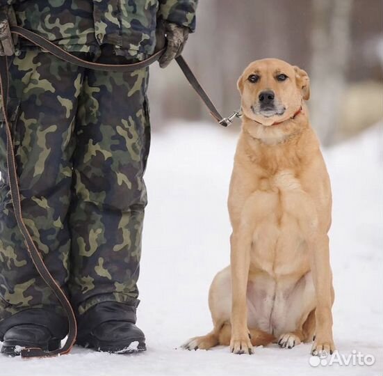 Собака в добрые руки