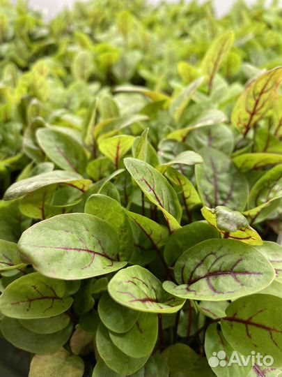 Микрозелень