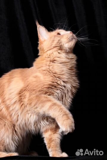 Котята мейн-кун Кремовый мрамор Полидакт