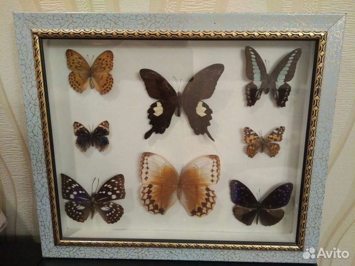 Бабочки в рамке