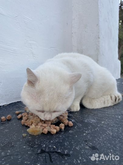 Котик в добрые руки