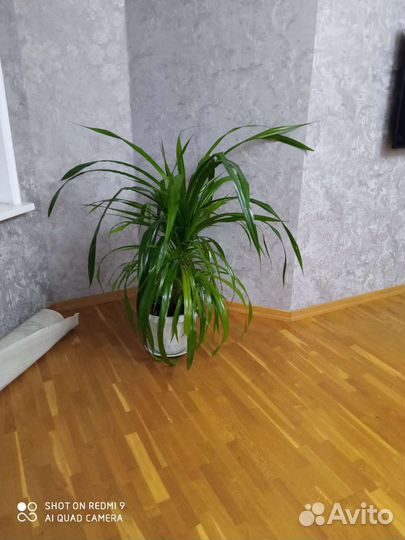 Пальма панданус