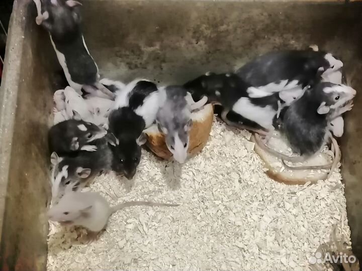 М. свинки, крысы, мыши, дегу, мастомасы и акомисы