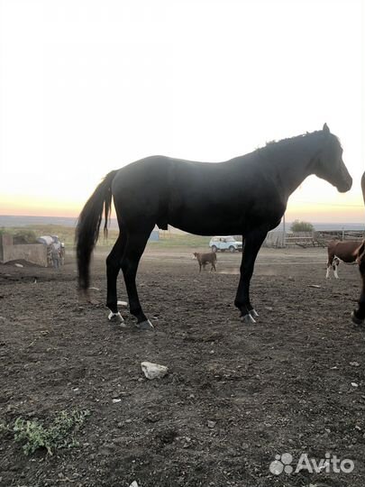 Чистокровный жеребец