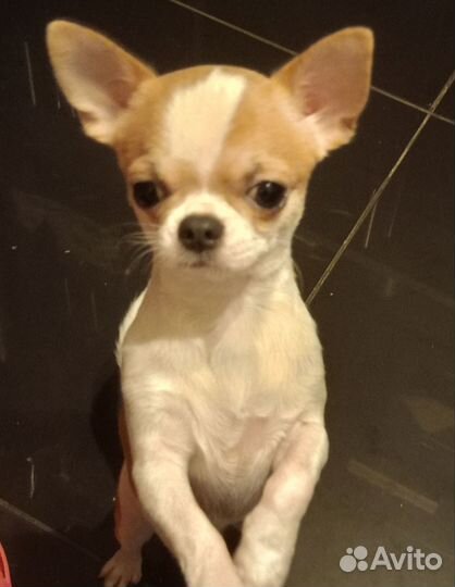 Вязка собак чихуахуа