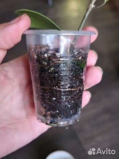 Фикус коконат крем